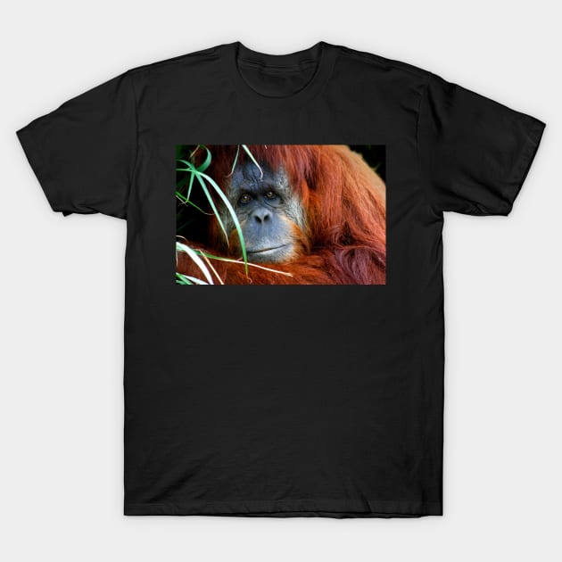 Orang-utan T-Shirt by jwwallace